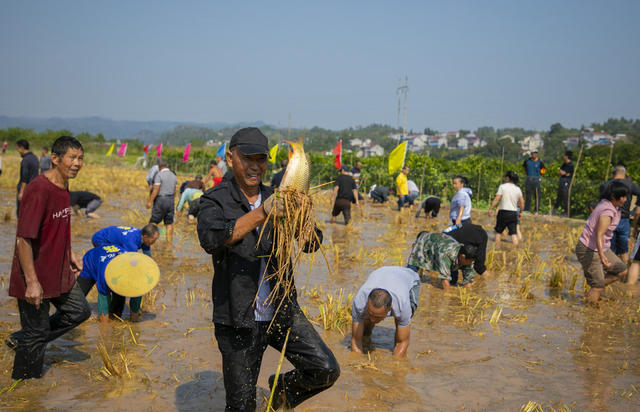 丰收节 农民 丰收 苗乡 乡村