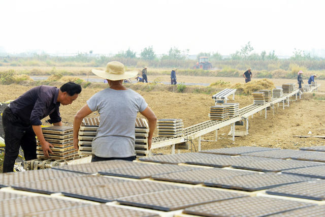 农业科技  油菜生产  穴盘育苗  智能化播种  机械化栽培