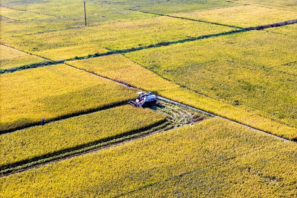 粮食生产  双季稻  机械化 秋天 丰收