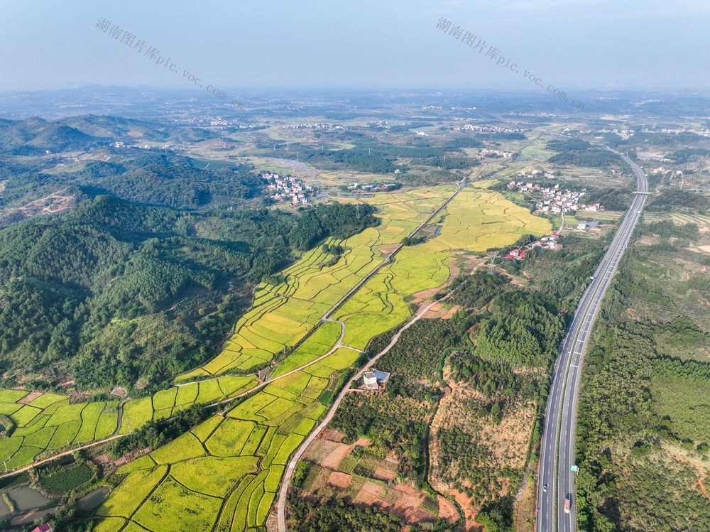 晚稻
丰景
丰收
稻田
道县