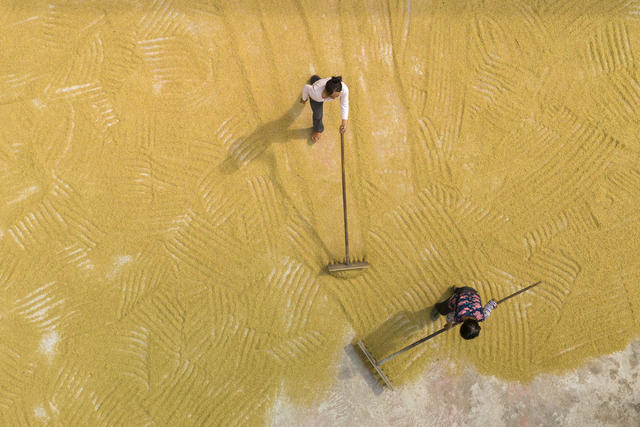 娄底  稻谷 晒秋