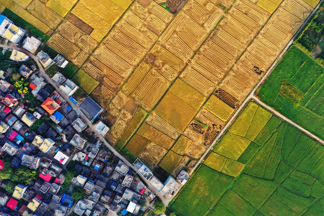 嘉禾：金秋乡村晨曦美