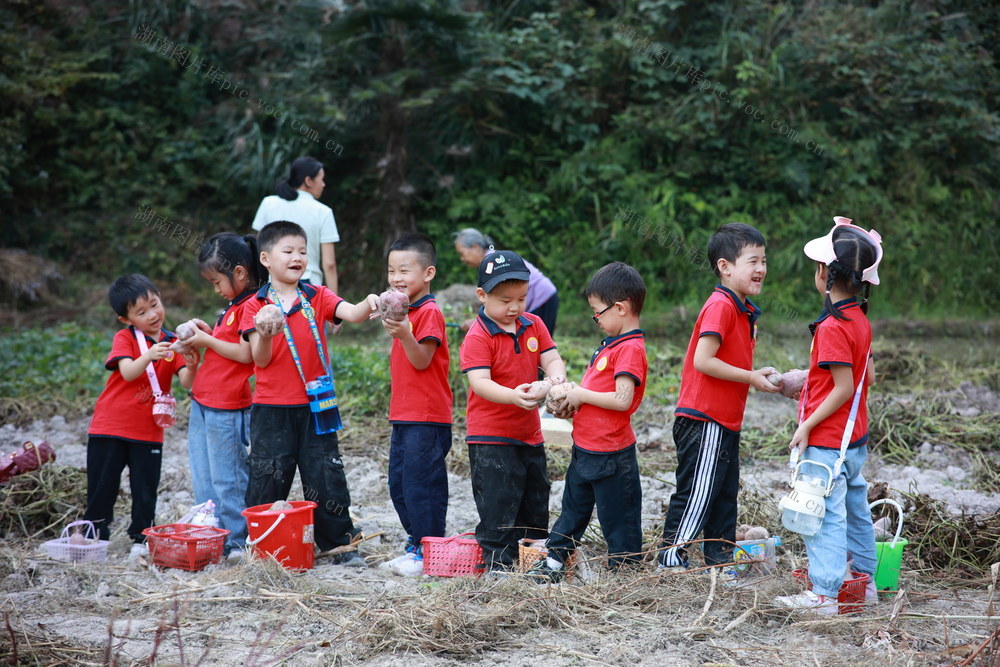 丰收 劳动 教育 课堂 田间地头 学习 体验 节粮