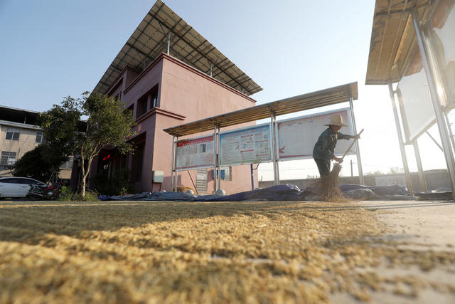 金秋时节 晒秋 美如画 稻谷丰收 农业产业