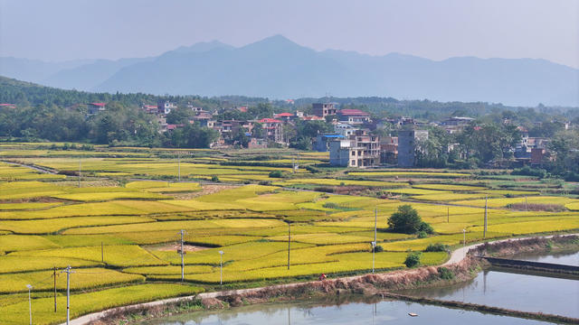 晚稻 田园 梯田