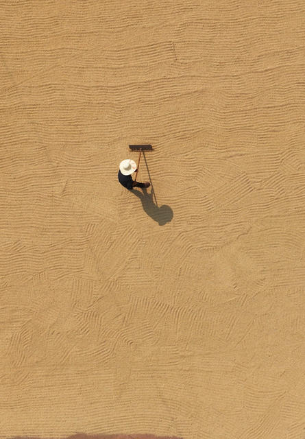 晚稻 收割 丰收