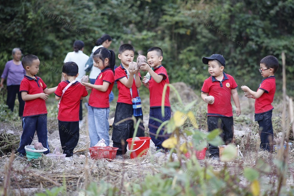 教育、劳动体验、幼儿园、挖红薯、丰收景象