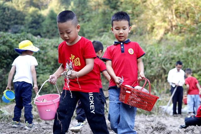教育、劳动体验、幼儿园、挖红薯、丰收景象