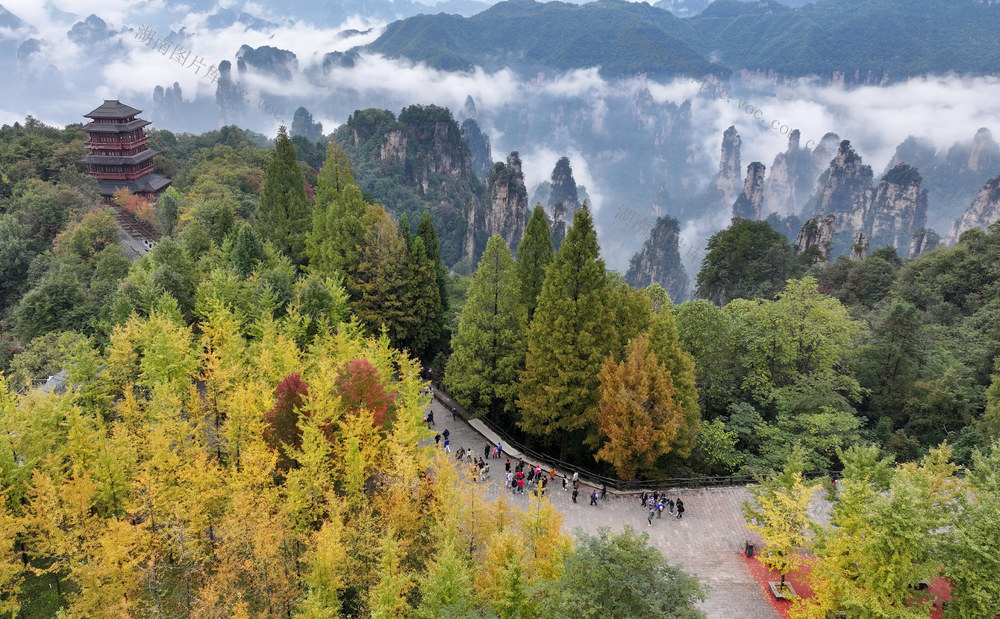 天子山 云雾 秋色