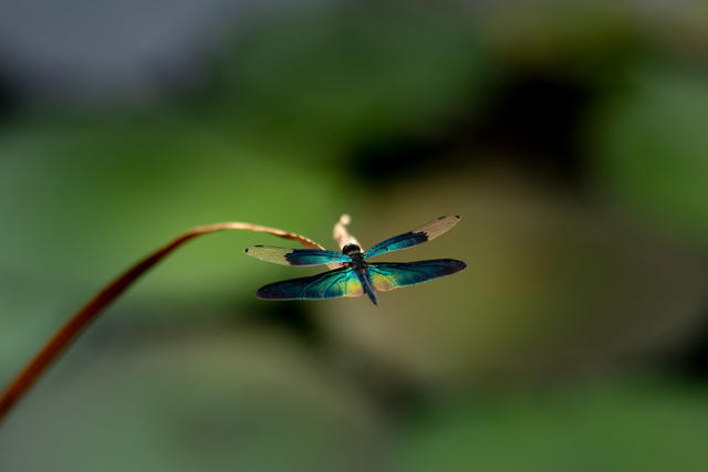 夏天 蜻蜓 荷塘