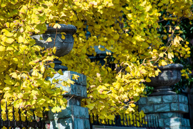 秋天 银杏 飞鸟