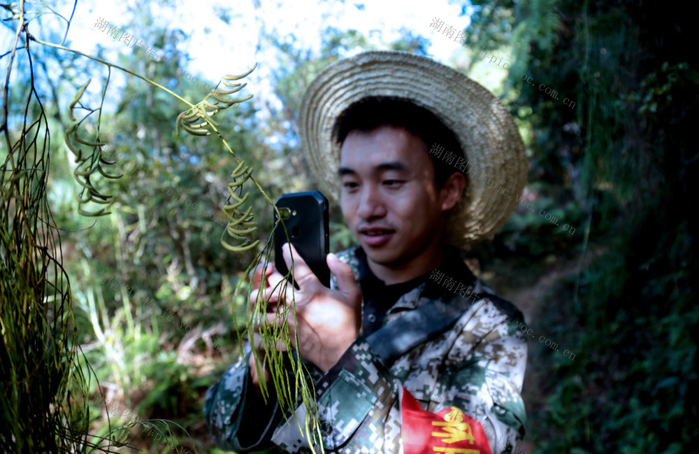 湖南 “敏知万象” 野生植物 监测 识别比赛