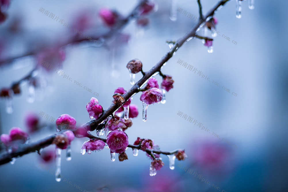 梅花 冰雪