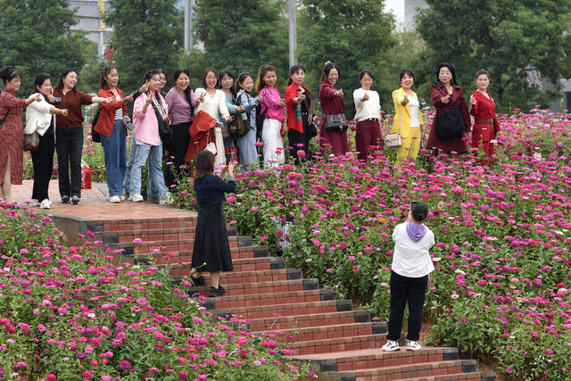 菊花开 游客来