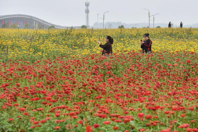 菊花开 游客来