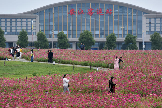 菊花开 游客来