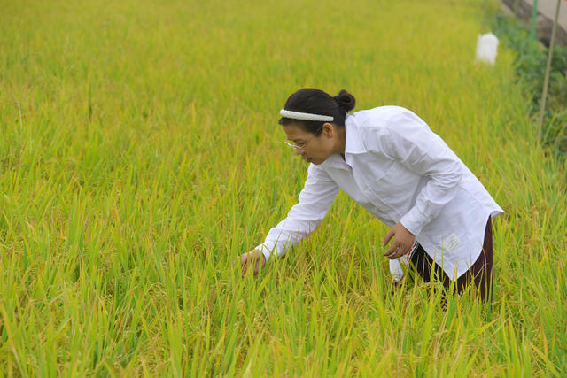 农业  植物保护  晚稻生产  病虫草害防控  植保贡献率  对照实验示范