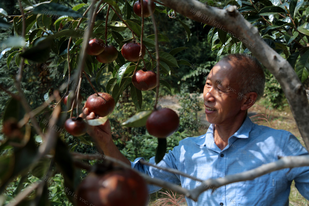 湖南桂东 大红花油茶 碗口大 美丽乡村