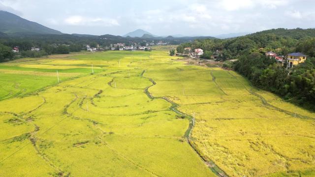 金稻飘香丰收景