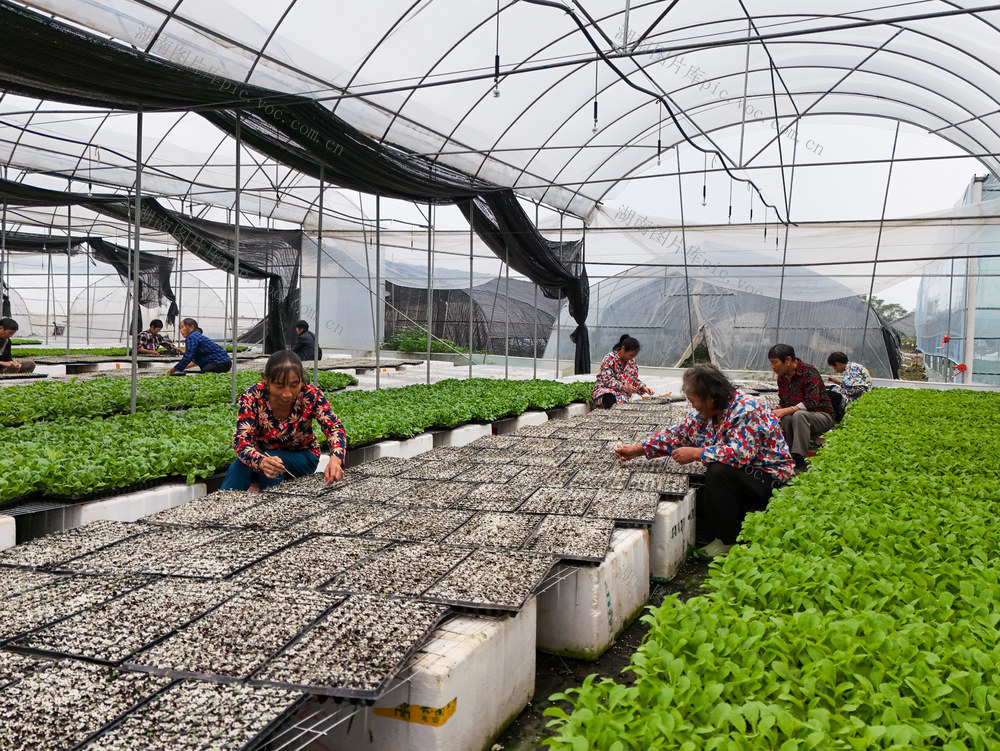 秋种  蔬菜苗  育秧  大棚  育苗  秋耕  秋管  