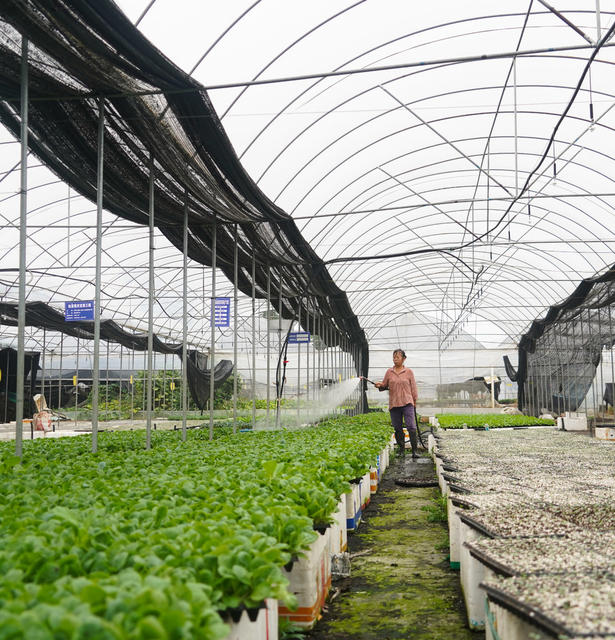 秋种  蔬菜苗  育秧  大棚  育苗  秋耕  秋管  