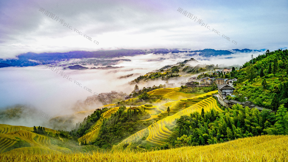 自然风景    梯田