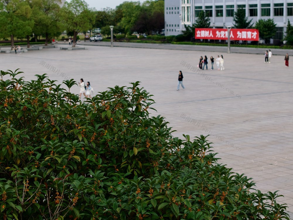 衡阳技师学院 桂花