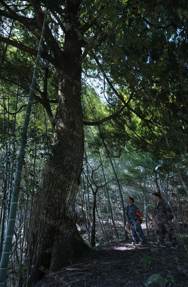 湖南八面山：野保 天王脚山场 福建柏 红豆杉