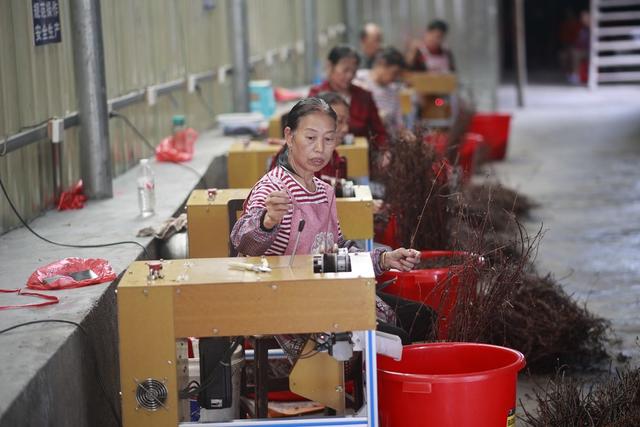 中药材、丰收、钩藤、农业、农民