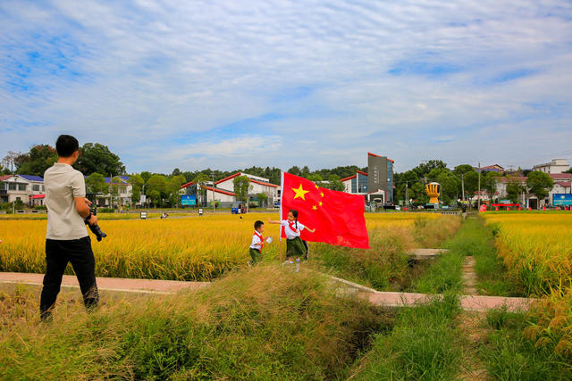 丰收，稻田，稻谷