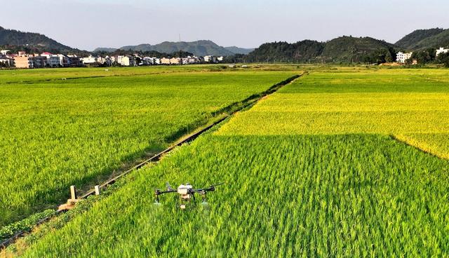 湖南  常宁  无人机  植保
