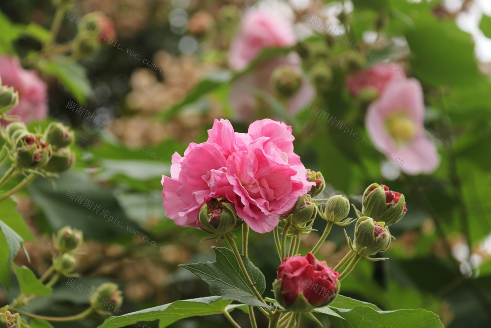 芙蓉花  秋天赏花  秋花