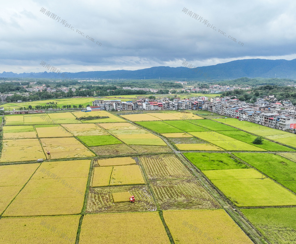 晚稻
道县
田园
