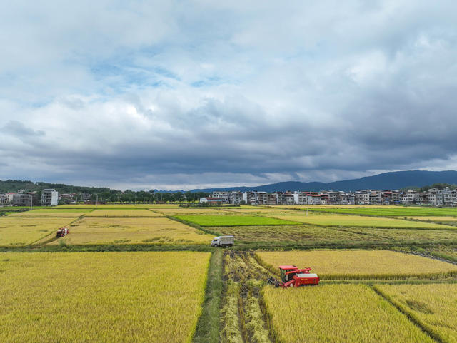 晚稻
道县
田园
