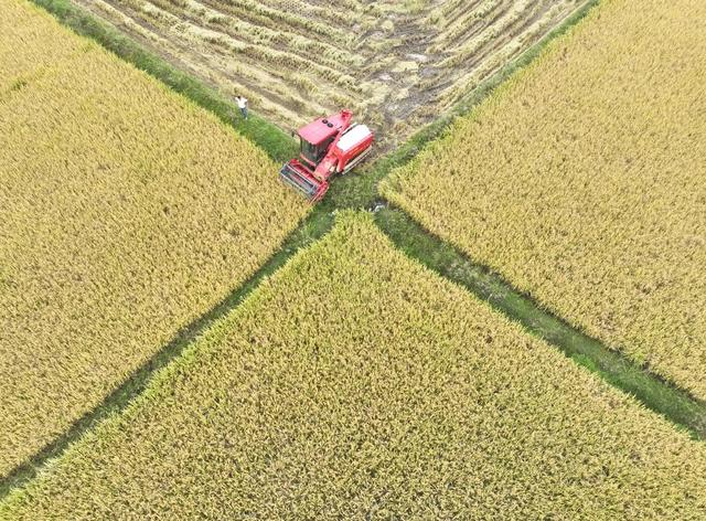 晚稻
道县
田园
