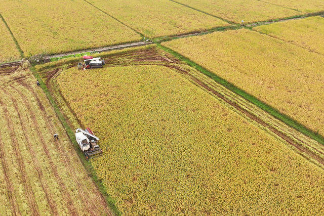 晚稻 收割