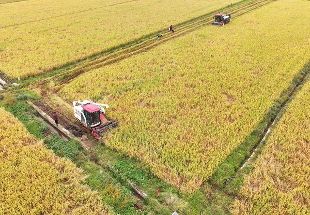 晚稻 收割