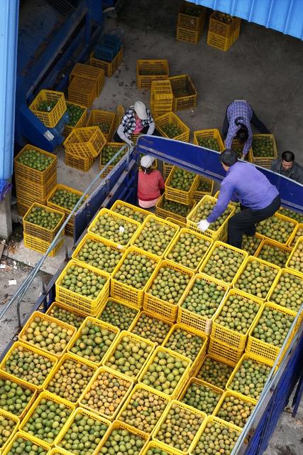 农业、罗汉果、销售、产业、市场