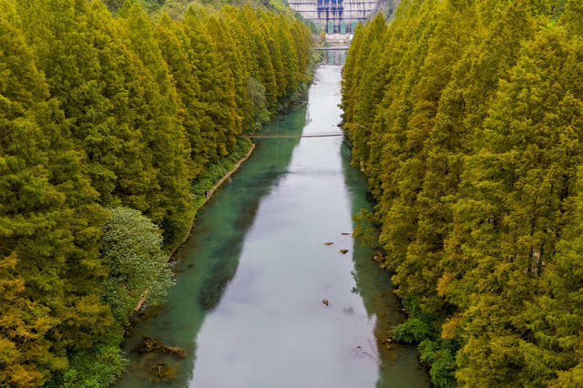 水杉  凤凰  古城  水库  风景