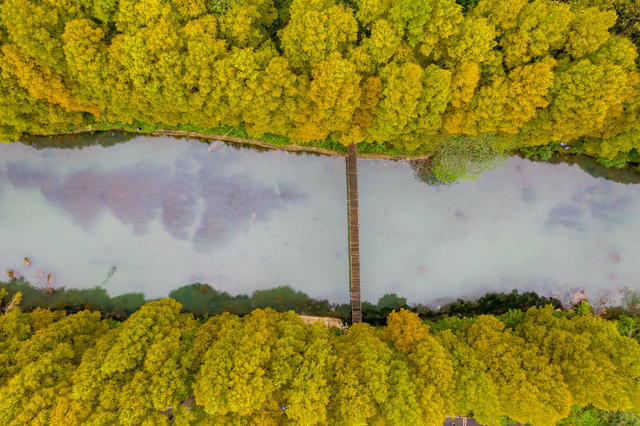 水杉  凤凰  古城  水库  风景