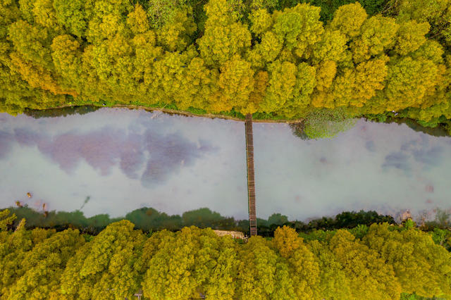 水杉  凤凰  古城  水库  风景