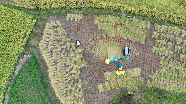 霜降 晚稻 草莓