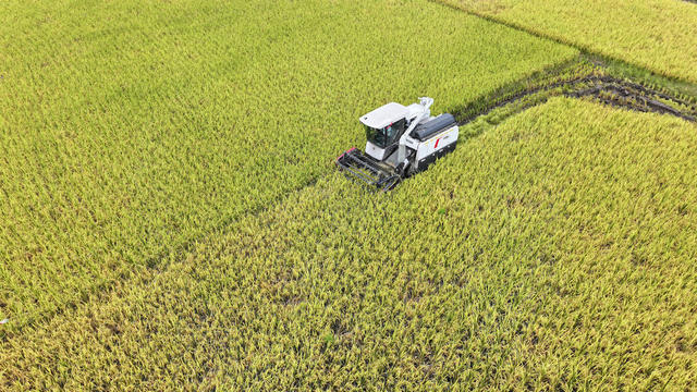 霜降 晚稻 草莓