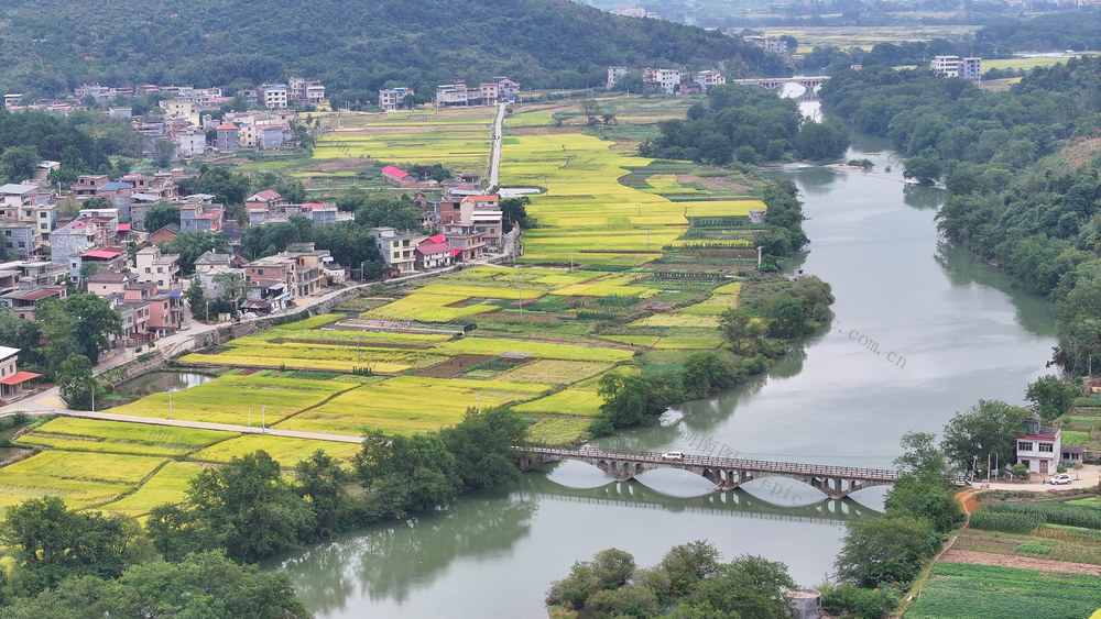 乡村 美景 晚稻