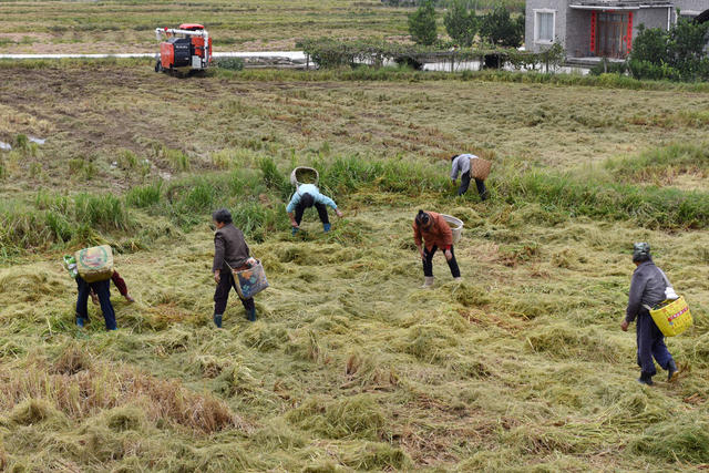 捡拾稻穗 珍惜粮食