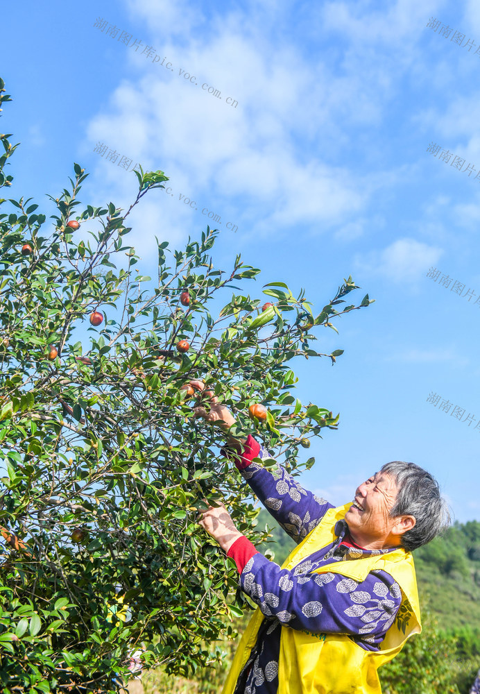 油茶果
道县