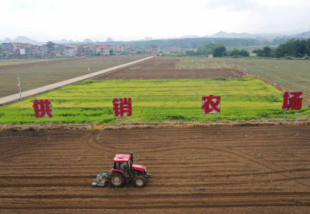 嘉禾：霜降时节农事忙