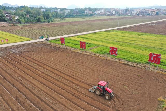 嘉禾：霜降时节农事忙