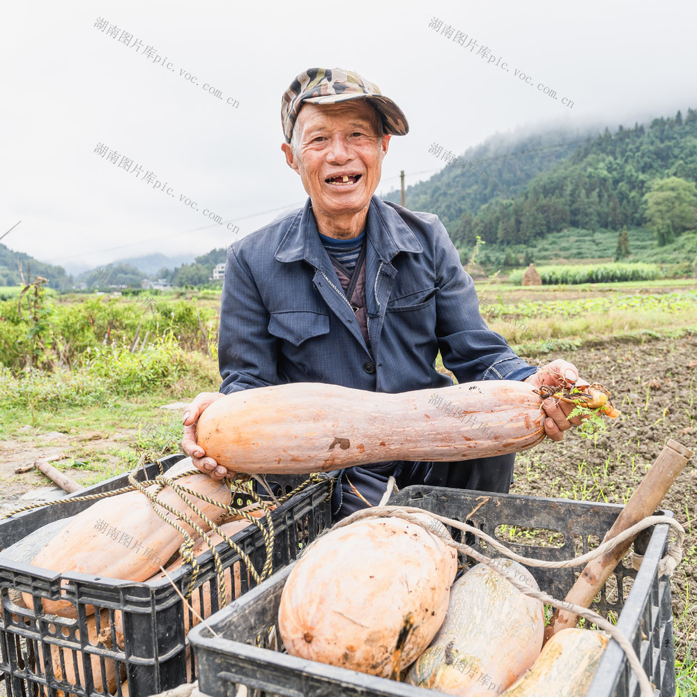 霜降到来气温下降  村民们抓紧收获南瓜、红薯等各种经济作物  保粮增收