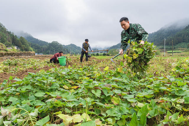 霜降到来气温下降  村民们抓紧收获南瓜、红薯等各种经济作物  保粮增收